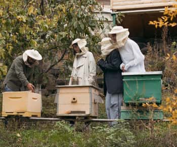 Beekeeping and Honey Wine Making Experience