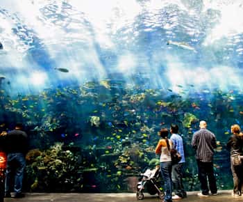 Aquarium de Géorgie : billet d'entrée "Skip-the-Box-Office