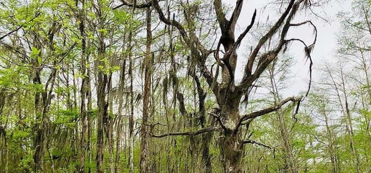 New Orleans: Honey Island Swamp and Bayou Boat Tour