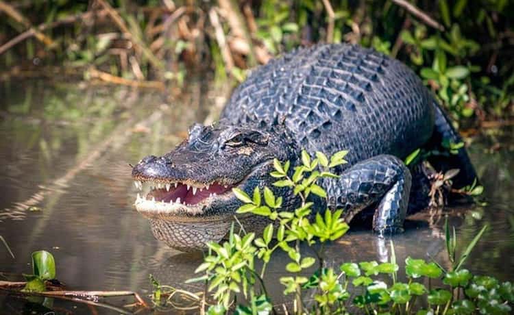 New Orleans: Honey Island Swamp and Bayou Boat Tour