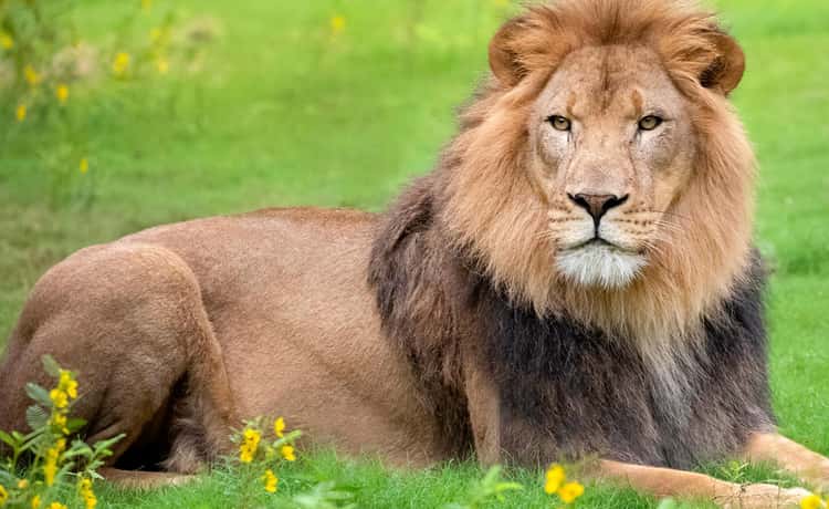 New Orleans: Audubon Zoo Ticket and Combination Option