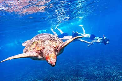 From Khao Lak: Surin Islands Snorkeling Tour w/ Meals
