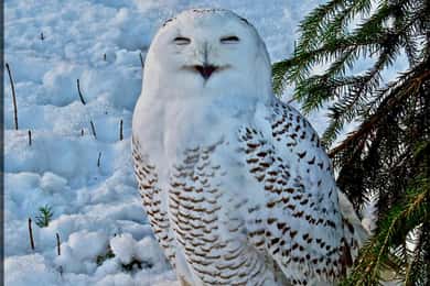 Rovaniemi: Ranua's Wildlife Park Biljett med transport