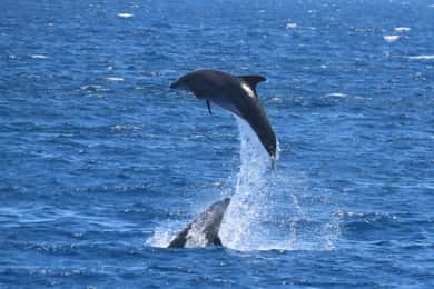 Kos: 3-Island Cruise with Lunch and Hotel Transfer