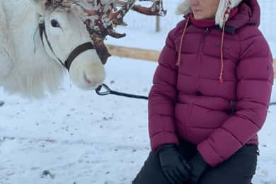 Alta: Samisches Kulturerlebnis - Lavvu - Rentiere