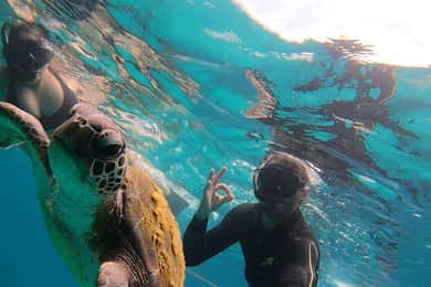 Um dia na Ilha Grande Snorkeling com tartarugas Privado