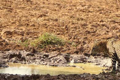 Kumana National Park: Morning or Afternoon Leopard Safari