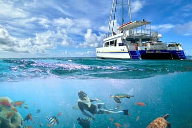 Waikiki Turtle Snorkel Adventure