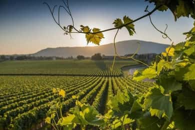 From Rome: Tuscany and Montepulciano Nobile Wine Guided Tour