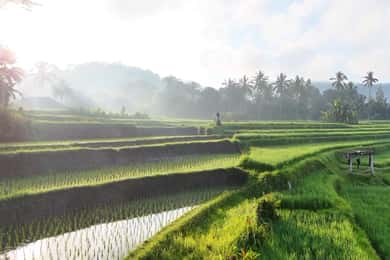 Sidemen rice terraces trek and local village walk