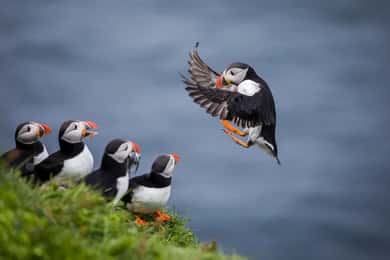 Seahouses: Cruzeiro para observação de aves marinhas e focas nas Ilhas Farne