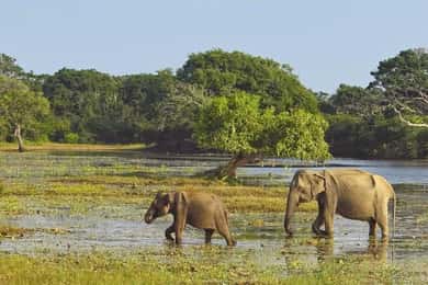 Tour privato da Ella a Hiriketiya con safari a Yala