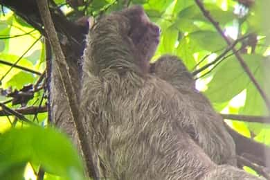 La Fortuna Flora och Fauna Guidad vandring med inträdesavgift