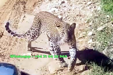 Ella: Yala safari & drop Tangalle/ Hiriketiya/ Mirissa/Galle