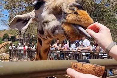 Nairobi : excursion d'une journée à l'orphelinat des éléphants et au centre des girafes