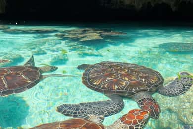NAGER AVEC LES TORTUES DANS LA GROTTE DE SALAAM À KIZIMKAZI ZANZIBAR