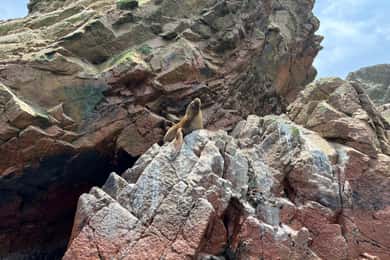 De Ica ou Huacachina: Ilhas Ballestas e Reserva Nacional de Paracas.