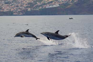 Funchal: Garantia de observação de golfinhos selvagens e baleias em um barco