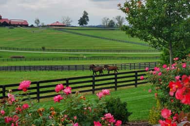 Desde Lexington: Recorrido por las granjas de caballos de Kentucky