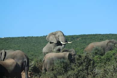 Addo: Game Drive in Addo Elephant National Park Private