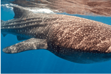 Holbox: Whale Shark Snorkeling Tour