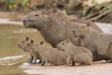 Tampobata/Search for alligators, capibaras and sunset