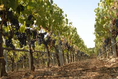 Apulia: Guided Vineyard Tour with Wine Tasting
