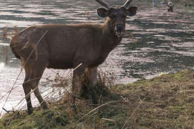 6 Days Golden Triangle with Ranthambore With Bird Sanctuary