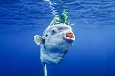 San Diego Ocean Safari: 6-Hour Snorkel Adventure!