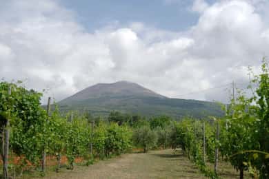 Ercolano vineyards, view cellar wine tasting and brunch