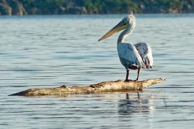 From Bar: Skadar Lake Land and Boat Tour
