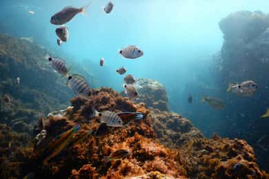 Snorkeling Wildlife in Terceira Island