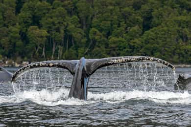 Punta Arenas: Full-Day Whales, Penguins, and Glaciers Tour
