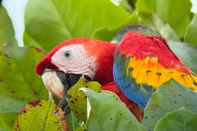 Från Jaco till Manuel Antonio National Park: Guidad djurskådningstur