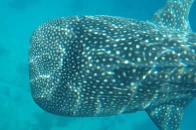 Cebu: tour particular de 2 dias a Moalboal e Oslob