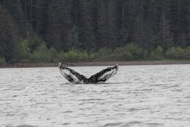 Ear Mountain Charters tours: whale watching or fishing