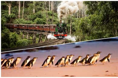 メルボルン：パッフィング・ビリー鉄道とペンギンパレードの日帰りツアー