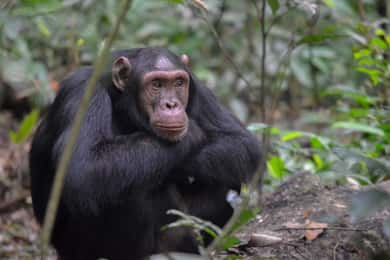 5 Days Uganda Gorilla and Chimpanzee Safari