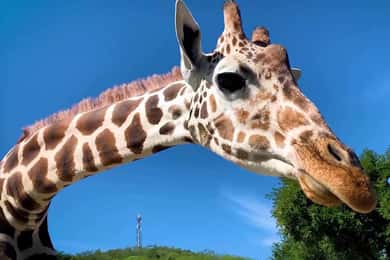 Tour "Bioparque Estrella", Met transfer, Safari en tickets