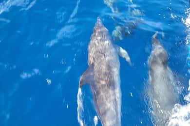 Private Dolphin Watch Boat Tour Port Aransas Texas