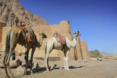 Ghardaïa: Sunset Camel Ride, Dinner Show