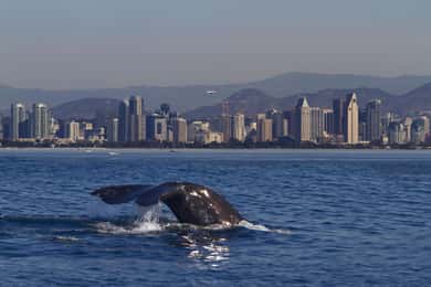 San Diego : croisière d'observation des baleines sur le yacht America