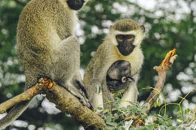 Uganda: 15-dniowe safari Best of Uganda Wildlife Safari Adventure