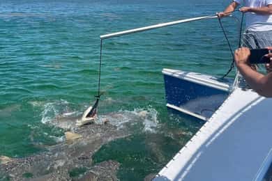Key West: Shark and Wildlife Viewing Catamaran Tour