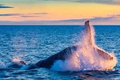 Desde Reikiavik: Excursión de Día Completo de Avistamiento de Ballenas y Círculo Dorado
