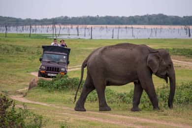 Trincomalee to Sigiriya:Rural Village Tour & Elephant Safari