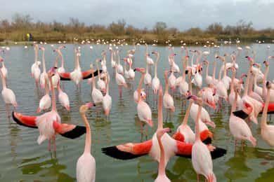 Arles & Naturpark Camargue (einschließlich Aigues Mortes)