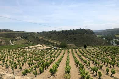 Однодневный тур в Риоху: Осмотрите три винодельни с дегустацией