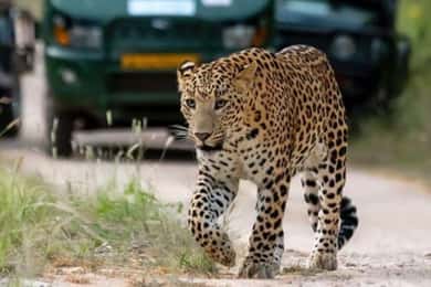 Jhalana/Amagarh leopard safari private tour