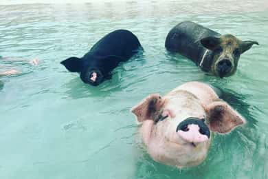 Nassau : Plongée en apnée, cochons nageurs, tortues et bar de plage